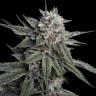 мощные семена конопли Holy Grail Kush feminised DNA Genetics мощные семена конопли Holy Grail Kush feminised DNA Genetics