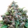 семена конопли Москва White Widow regular Dutch Passion Seeds семена конопли Москва White Widow regular Dutch Passion Seeds