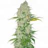 семена конопли для посадки купить White Widow regular Dutch Passion Seeds семена конопли для посадки купить White Widow regular Dutch Passion Seeds