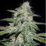 купить семена конопли Super AK feminised Kannabia Seeds купить семена конопли Super AK feminised Kannabia Seeds