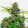 Семена марихуаны Auto Snow Queen feminised Ganja Seeds Семена марихуаны Auto Snow Queen feminised Ganja Seeds