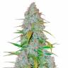 Недорогие семена конопли Auto Snow Queen feminised Ganja Seeds Недорогие семена конопли Auto Snow Queen feminised Ganja Seeds