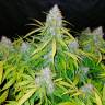 Качественные семена марихуаны Auto Snow Queen feminised Ganja Seeds Качественные семена марихуаны Auto Snow Queen feminised Ganja Seeds