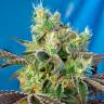 Семена конопли Do-Sweet-Dos feminised Ganja Seeds купить Семена конопли Do-Sweet-Dos feminised Ganja Seeds купить