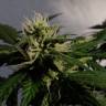 семена конопли автоцвет Auto White Dwarf regular семена конопли автоцвет Auto White Dwarf regular