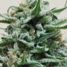 Hindu Kush x White Russian feminised Ganja Seeds Hindu Kush x White Russian feminised Ganja Seeds