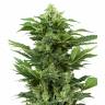 Hindu Kush x White Russian feminised Ganja Seeds Hindu Kush x White Russian feminised Ganja Seeds