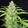 заказать на сайте семена конопли Auto Kalashnikova feminised Green House Seeds заказать на сайте семена конопли Auto Kalashnikova feminised Green House Seeds