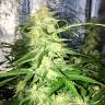 Auto Lemon Sativa feminised RuSeeds Auto Lemon Sativa feminised RuSeeds