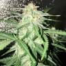 Auto Lemon Sativa feminised RuSeeds Auto Lemon Sativa feminised RuSeeds