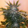 семена конопли недорого White Russian x White widow (Russian Widow) regular Ganja Seeds семена конопли недорого White Russian x White widow (Russian Widow) regular Ganja Seeds