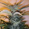 купить семена конопли White Russian x White widow (Russian Widow) regular Ganja Seeds купить семена конопли White Russian x White widow (Russian Widow) regular Ganja Seeds