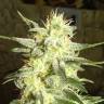 семена конопли Россия G13 Haze feminised Barneys Farm семена конопли Россия G13 Haze feminised Barneys Farm