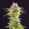 семена конопли Super OG Kush feminised Kannabia Seeds семена конопли Super OG Kush feminised Kannabia Seeds