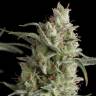 заказ семян конопли Super OG Kush feminised Kannabia Seeds заказ семян конопли Super OG Kush feminised Kannabia Seeds