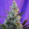 семена конопли Auto Sweet Skunk feminised Sweet Seeds семена конопли Auto Sweet Skunk feminised Sweet Seeds