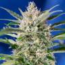 семена каннабиса Auto Sweet Skunk feminised Sweet Seeds семена каннабиса Auto Sweet Skunk feminised Sweet Seeds