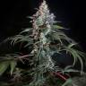 доставка семян конопли в рф Auto Opium feminised доставка семян конопли в рф Auto Opium feminised