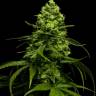 Auto Opium feminised Ganja Seeds Auto Opium feminised Ganja Seeds