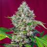 Семена конопли San Fernando Lemon Kush feminised Ganja Seeds купить Семена конопли San Fernando Lemon Kush feminised Ganja Seeds купить