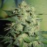 семена конопли автоцвет Auto Northern Lights feminised Green House Seeds семена конопли автоцвет Auto Northern Lights feminised Green House Seeds