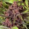 семена конопли Спб Auto Black Haze feminised Exotic Seed семена конопли Спб Auto Black Haze feminised Exotic Seed