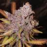 семена конопли Москва Auto Black Haze feminised Exotic Seed семена конопли Москва Auto Black Haze feminised Exotic Seed