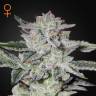 семена конопли курьером Sweet Valley Kush feminised Green House Seeds семена конопли курьером Sweet Valley Kush feminised Green House Seeds
