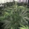 семена конопли Россия Sweet Valley Kush feminised Green House Seeds семена конопли Россия Sweet Valley Kush feminised Green House Seeds
