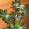 купить семена конопли Sweet Valley Kush feminised Green House Seeds купить семена конопли Sweet Valley Kush feminised Green House Seeds