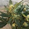 семена конопли скороспелый купить Auto Fast Bud feminised Sweet Seeds семена конопли скороспелый купить Auto Fast Bud feminised Sweet Seeds