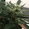 семена конопли гидропоники Auto Fast Bud feminised Sweet Seeds семена конопли гидропоники Auto Fast Bud feminised Sweet Seeds