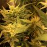 семена конопли дешево Auto Fast Bud feminised Sweet Seeds семена конопли дешево Auto Fast Bud feminised Sweet Seeds