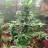 Автоцветущие сорта конопли Auto Royal AK feminised Ganja Seeds Автоцветущие сорта конопли Auto Royal AK feminised Ganja Seeds