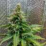 Недорогие семена конопли Auto Royal AK feminised Ganja Seeds Недорогие семена конопли Auto Royal AK feminised Ganja Seeds