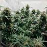 Семена марихуаны Auto Royal AK feminised Ganja Seeds Семена марихуаны Auto Royal AK feminised Ganja Seeds