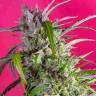 Семена марихуаны Indigo Berry Kush feminised Ganja Seeds оптом Семена марихуаны Indigo Berry Kush feminised Ganja Seeds оптом