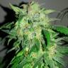 Auto Bubble Gum feminised Ganja Seeds Auto Bubble Gum feminised Ganja Seeds