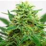 заказ семян конопли Somango feminised заказ семян конопли Somango feminised