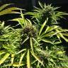 заказать качественные семена конопли Somango feminised заказать качественные семена конопли Somango feminised