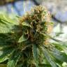 хорошие семена конопли Somango feminised хорошие семена конопли Somango feminised