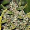 заказ семян конопли Москва Somango feminised заказ семян конопли Москва Somango feminised