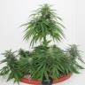 семена конопли недорого Top Skunk 44 x AK 47 feminised семена конопли недорого Top Skunk 44 x AK 47 feminised