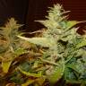 Auto Afghani Skunk feminised RuSeeds Auto Afghani Skunk feminised RuSeeds