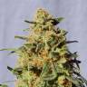 семена конопли курьером White Domina feminised Kannabia Seeds семена конопли курьером White Domina feminised Kannabia Seeds
