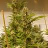 семена конопли Спб White Domina feminised Kannabia Seeds семена конопли Спб White Domina feminised Kannabia Seeds