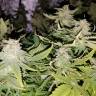 семена культурной конопли купить Super Skunk regular Nirvana Seeds семена культурной конопли купить Super Skunk regular Nirvana Seeds
