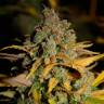 Семена конопли Wappa feminised Ganja Seeds Семена конопли Wappa feminised Ganja Seeds