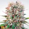 Купить семена Wappa feminised Ganja Seeds Купить семена Wappa feminised Ganja Seeds