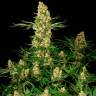 Заказать семена Wappa feminised Ganja Seeds Заказать семена Wappa feminised Ganja Seeds